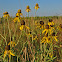 Yellow Coneflower