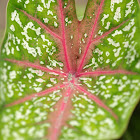Caladium sp.