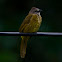 Flavescent Bulbul
