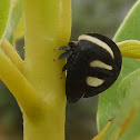 Membracis Treehopper