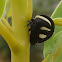 Membracis Treehopper