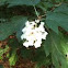 Hydrangea quercifolia