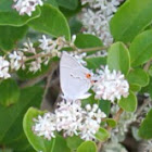 Gray Hairstreak Butterfly