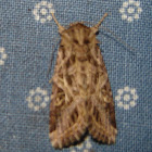moth