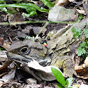 Tuatara