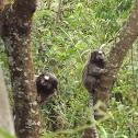Wied's Black-tufted-ear Marmoset
