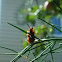 Asparagus Beetle