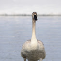 Trumpeter Swan
