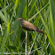 Great Reed Warbler; Carricero Tordal