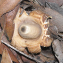 Sessile Earthstar
