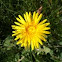 Paardenbloem