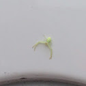 Green Crab Spider
