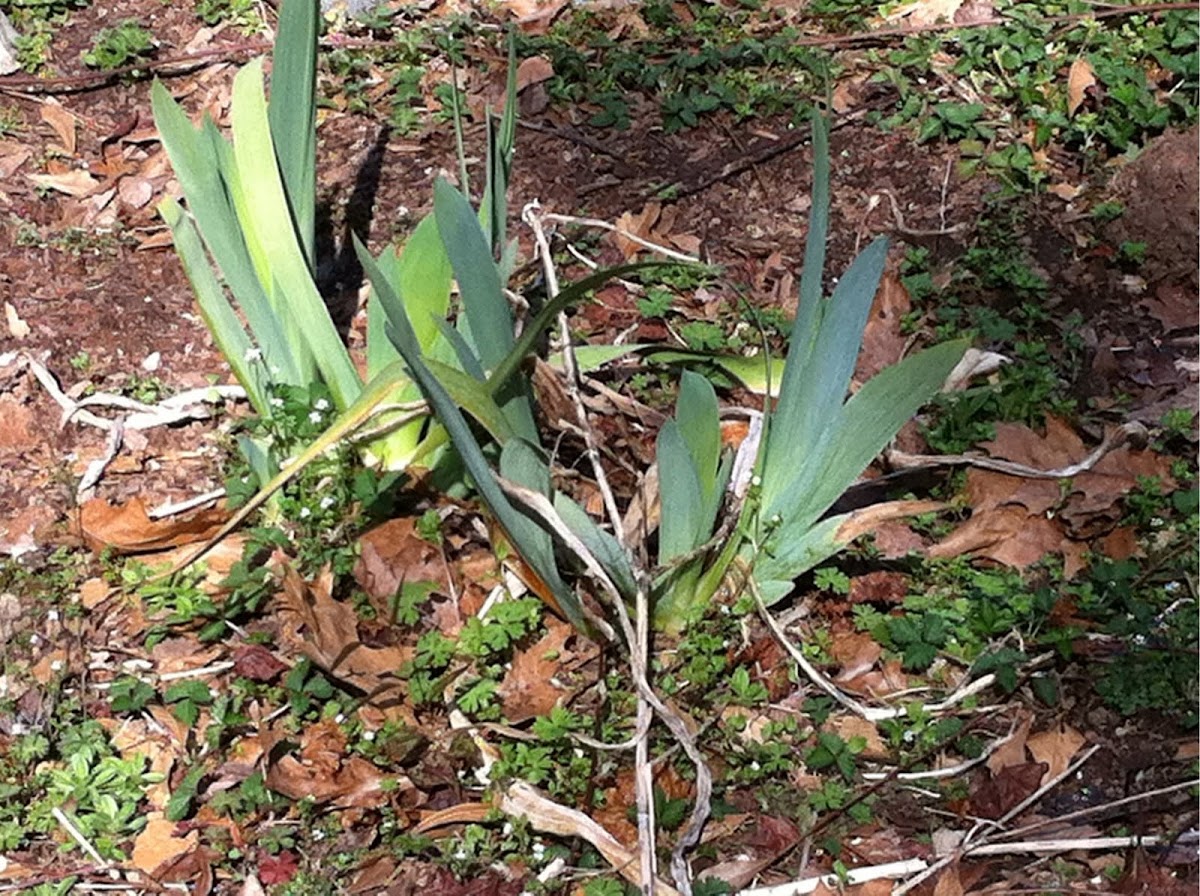Shell Ginger