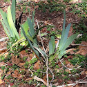 Shell Ginger