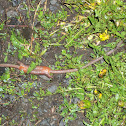 Earthworms