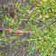 Earthworms