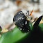 Cactus weevil