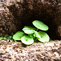 Wall Pennywort