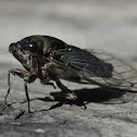 Lyric Cicada
