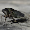 Lyric Cicada
