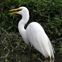 Great Egret