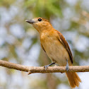 Cinereous Becard