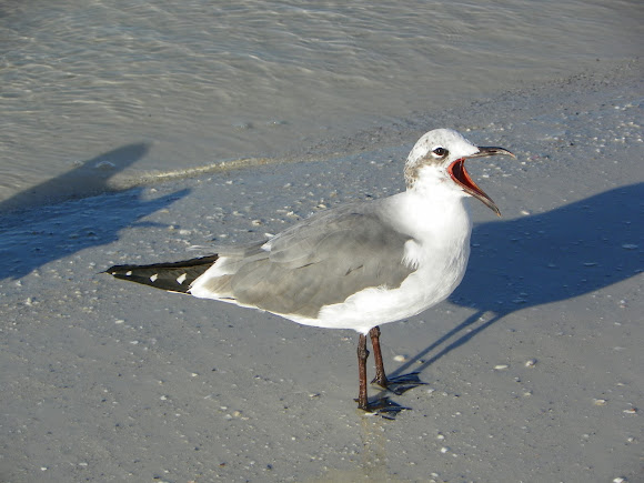 Spotting Image 1