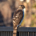 Coopers Hawk