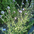 Sheep thistle