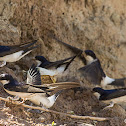 House Martin