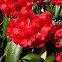 Rododendro. Rhododendron