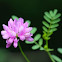 Crown Vetch