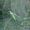 Groene Gaasvlieg (Chrysoperla sp.)