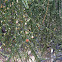 Desert Mistletoe