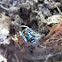Jumping Spider
