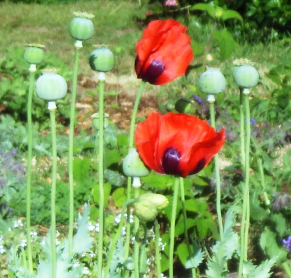 Spotting Image 1