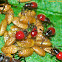 Bug Nymphs