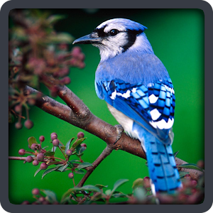 Baby learning Birds (Card).apk 2.0