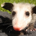 Virginia Opossum