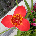 Tiger Flower