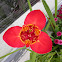 Tiger Flower