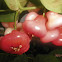 Jambu kancing.