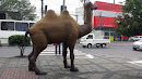 Camelo Árabe