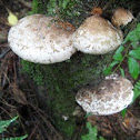 birch polypore