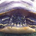 Florida Cooter