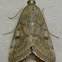 Garden Webworm Moth
