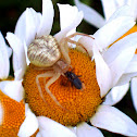 Crab Spider