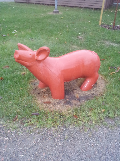 Swine on the Grass