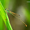 Pygmy Dartlet