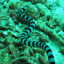 Colubrine Sea Krait,Yellow Lipped Sea Krait, Banded Sea Krait